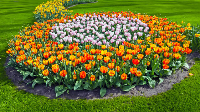 Orange and pink tulips blooming in spring in Europe