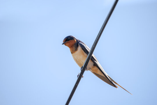 Barn Swallow (Hirundo rustica) perched on a wire against a blue sky.