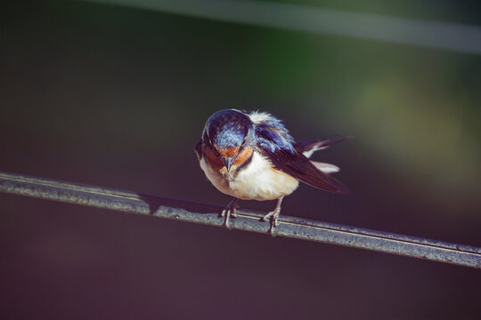 Barn Swallow (Hirundo rustica) perched on a wire on dark background.