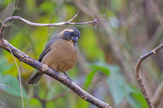 Male golden-billed saltator (Saltator aurantiirostris) perched on a branch.