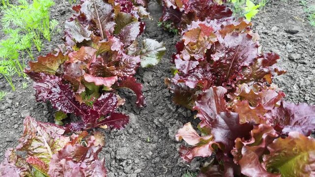 Red lettuce Lollo Rossa on a field in overcast day