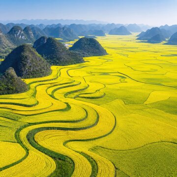 Luoping Canola Fields Winding Through Karst Landscape