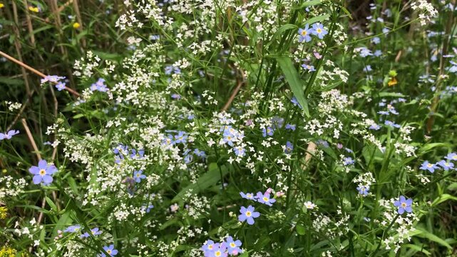 a riot of wildflowers, blue marsh forget-me-nots, chickweed with a multitude of small white flowers