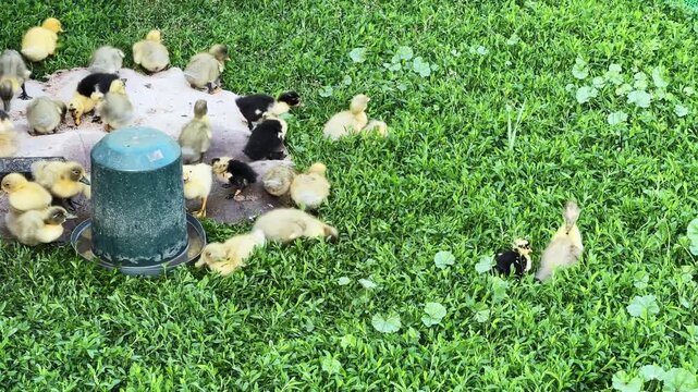 Small domestic ducklings eat and drink on a farm yard