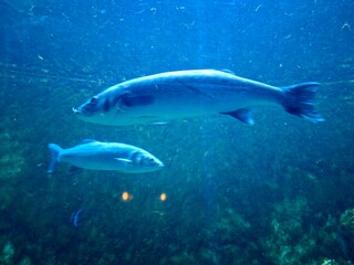 Fototapeta premium fishes, wanderful, beautiful, aquaticworld, water