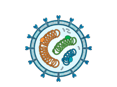 vector Abstract representation of a virus particle with genetic material inside and spike proteins on the outer membrane