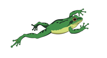 Fototapeta premium Bright green tree frog captured mid jump showing its long outstretched legs and webbed feet, white background.