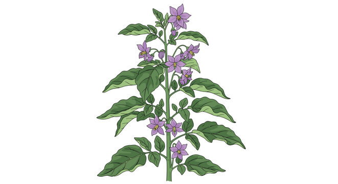Flowering nightshade plant with green leaves and delicate purple blossoms, botanical vector illustration on white.