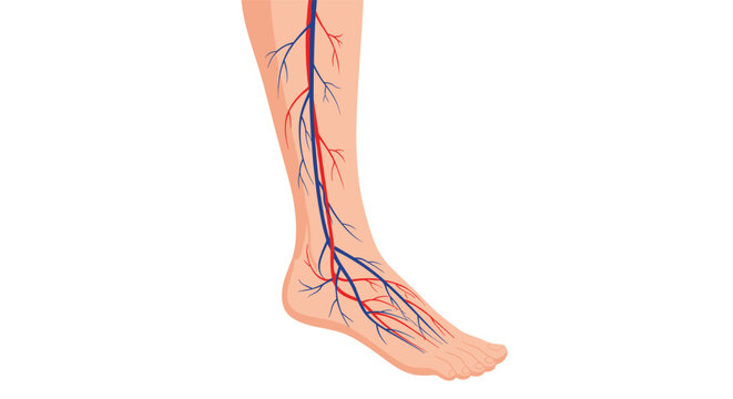 Medical anatomical diagram of the human leg and foot showing the network of veins and arteries, vector.