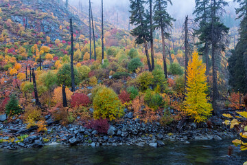 Autumn forest growing along mountain river after fire