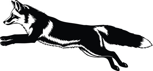 Black and white husky dog running fast © Ripunur