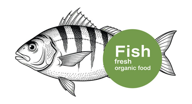 Engraved sea fish illustration accompanied by a green round emblem promoting fresh and organic seafood products.