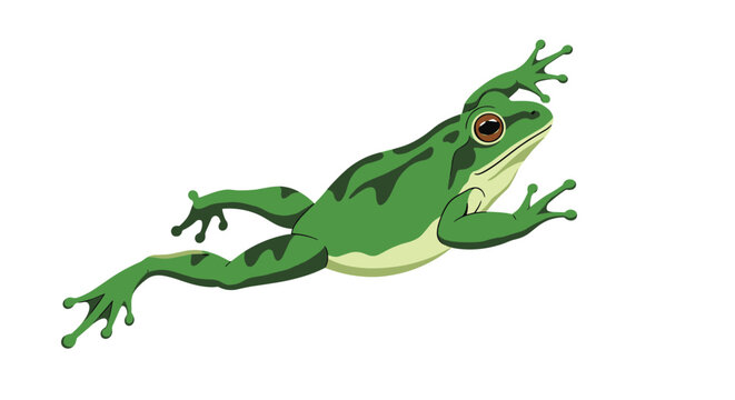 Green spotted tree frog in mid air leap isolated on a clean white background representing nature and wildlife.