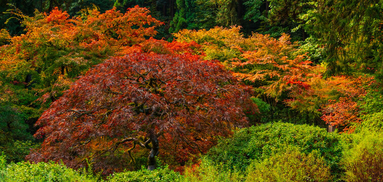 Portland Japanese Garden showing vibrant autumn maple foliage