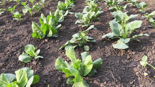 Seedlings of white cabbage planted in open ground on field