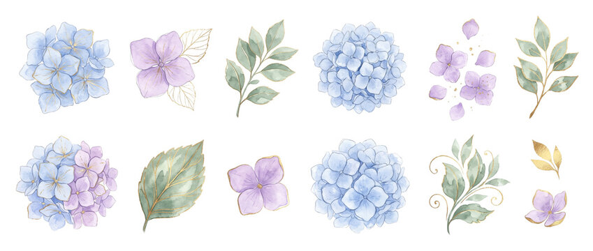 Watercolor hydrangea flower clip art set with elegant blue and purple floral elements, green leaves, gold line art details isolated on black background for wedding invitation and elegant card design.