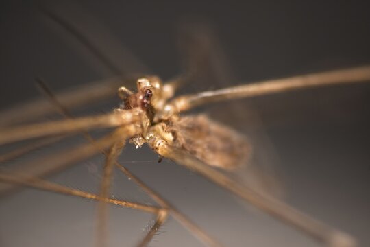 Extreme macro close-up of a harvestman opiliones spider eyes and head structure

Description
An extreme macro photograph capturing the detailed head and ocular turret (eyes) of a harvestman, also know