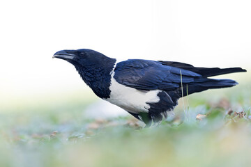 Fototapeta premium An adult pied crow (Corvus albus) on the ground.