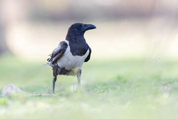 Fototapeta premium A young pied crow (Corvus albus) on the ground.