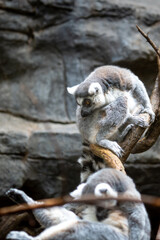 Fototapeta premium Two ring-tailed lemurs rest on a tree branch in front of a rocky background.