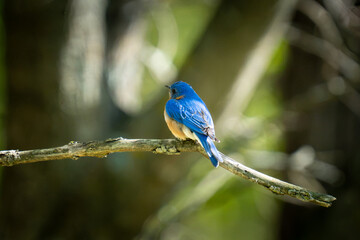 Fototapeta premium A bright blue bird with an orange chest perches on a weathered branch against a blurred green and dark background.