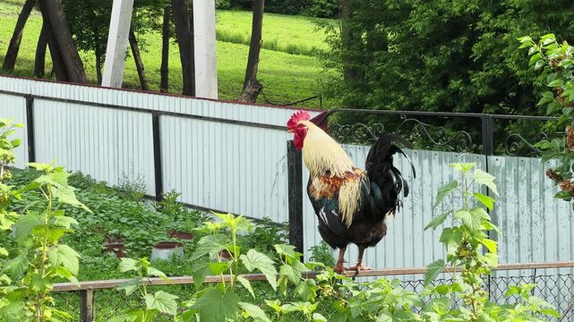 Domestic rooster walking on fence top on farm yard