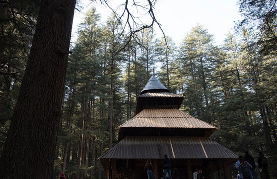 A low-angle shot of the historic multi-tiered wooden Hidimba Devi Temple in Manali, surrounded by towering, dense deodar cedar trees with tourists gathering near its base