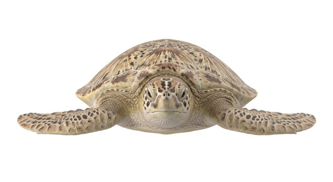 Green sea turtle facing forward with detailed shell and flippers