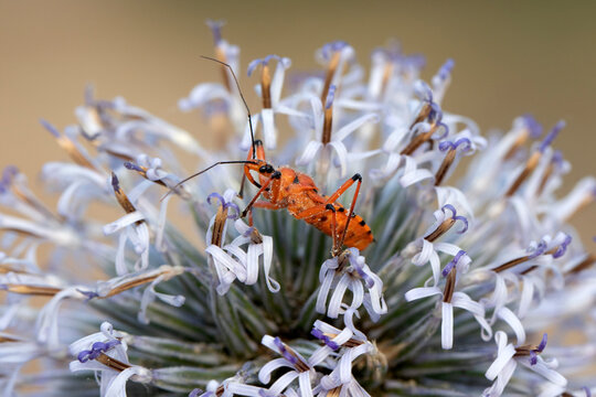 A red assassin bug (Rhynocoris iracundus) with bright orange-red and black markings crawls across a globe thistle (Echinops) flowerhead in a striking macro nature scene.