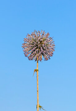 A striking globe thistle (Echinops) displays its spiky, spherical flower head with a soft pale violet color, attracting pollinators and adding bold texture to the landscape