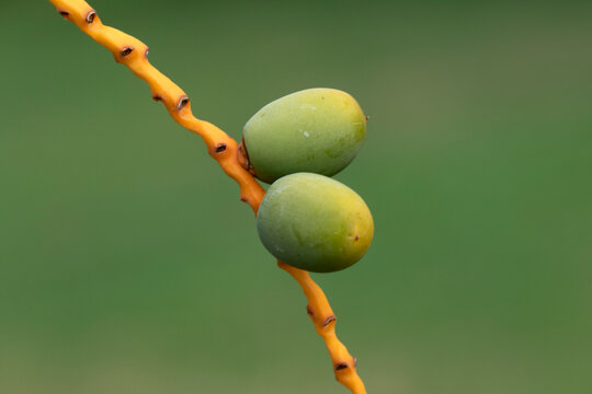 Developing green, unripe dates hang in clusters from a bright orange stem of a date palm (Phoenix dactylifera), showcasing an early stage of fruit development.