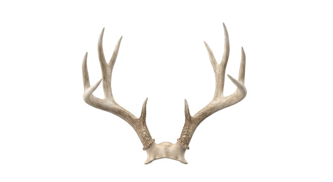 Majestic deer antlers isolated on a white background, showcasing intricate bone structure