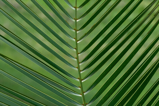 Close-up of a date palm (Phoenix dactylifera) leaf showing its pinnate frond with narrow leaflets attached to the central rachis, a distinctive feature of this iconic palm.