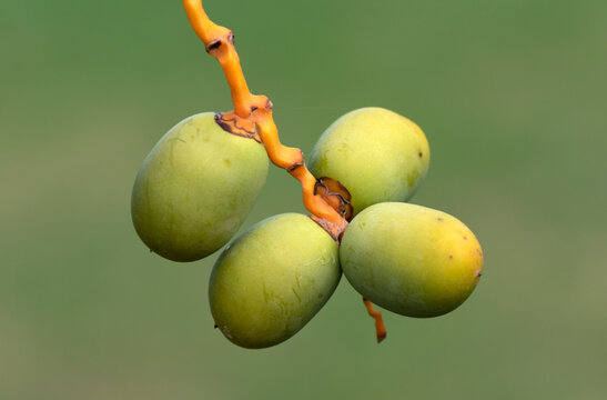 Developing green, unripe dates hang in clusters from a bright orange stem of a date palm (Phoenix dactylifera), showcasing an early stage of fruit development.