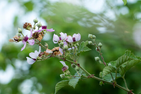 Flowering branch of elmleaf blackberry (Rubus ulmifolius) with pale pink-white petals, deep pink centers, and thorny, hairy stems, a wild bramble in the rose family.