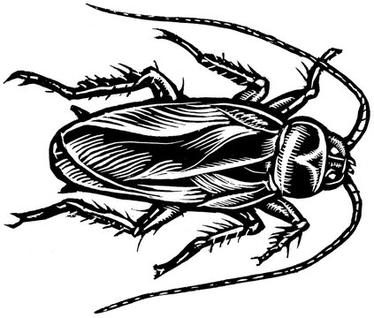 Cockroach Top View