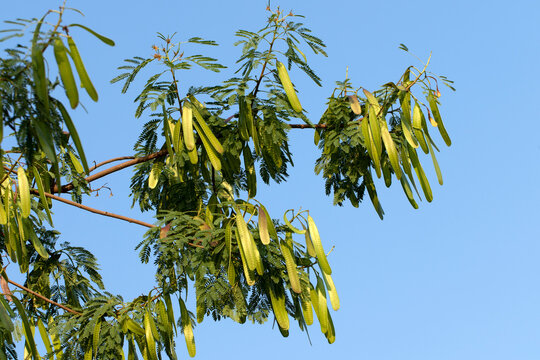 Branches of a river tamarind (Leucaena leucocephala) display feathery, fern-like leaves and long green seed pods, highlighting this fast-growing leguminous tree.