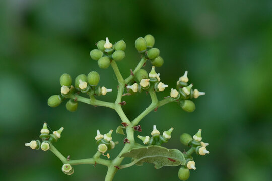 Bushkiller (Causonis japonica) is a climbing vine with compound five-leaflet leaves and small pinkish-orange flowers, often mistaken for Boston ivy.