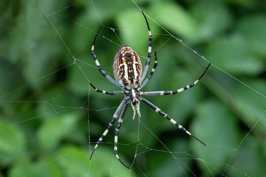 A female wasp spider (Argiope bruennichi) is a fascinating orb-weaver easily recognized by its striking appearance and unique behaviors in the wild.