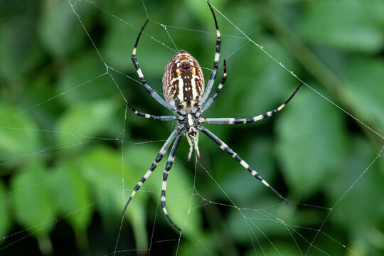 A female wasp spider, Argiope bruennichi, is a large daytime orb-weaver known for its yellow, white, and black striped abdomen, zigzag web decor, and harmless bite to humans.
