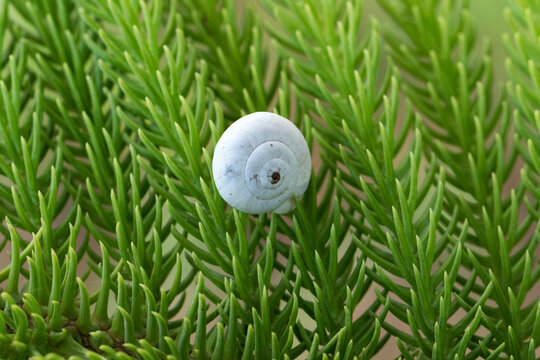 White garden snail (Theba pisana) shell rests on a pine stalk, a natural behavior that helps them avoid heat, conserve moisture, and reduce predator risk