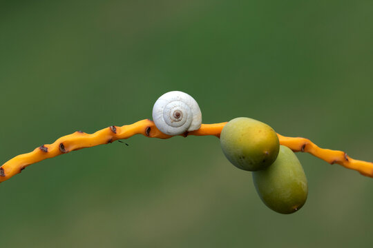 White garden snail (Theba pisana) shell rests on a date palm stalk, a natural behavior that helps them avoid heat, conserve moisture, and reduce predator risk
