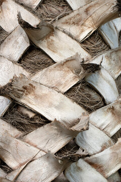 Close-up of a palm tree trunk showing a rugged criss-cross pattern of overlapping leaf bases and fibrous texture, creating a distinctive natural geometric design.