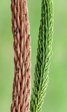 Bright green and brown juvenile leaves of Norfolk Island pine (Araucaria heterophylla) form dense, spiraled needle-like foliage on young flexible branches.