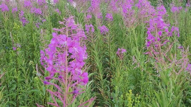 Blooming Willow herb, Ivan . Willow-herb meadow. willow-herb tea,
