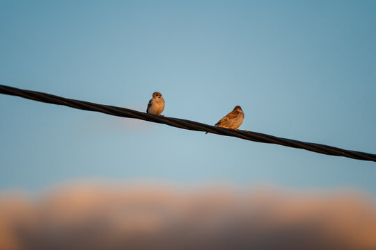 two small house sparrow birds perched together on a black power line cable against a clear blue sky background during sunset 