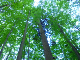 Fototapeta premium European beech canopy in mountain forest on a summer day, upward view