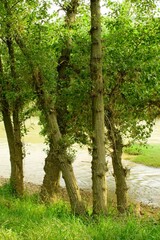 Fototapeta premium Green trees growing along a muddy river bank in summerDescription A vertical landscape photograph capturing a row of lush green trees, possibly poplars, growing along the grassy edge of a flowing ri