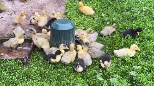 Small domestic ducklings drink from drinking bowl on farm yard