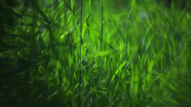 serene grass field in a natural outdoor setting with a ground-level perspective and vibrant green vegetation under soft natural light, nature scenes and backgrounds.